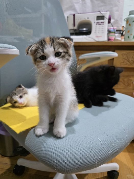 Котята вислоухие