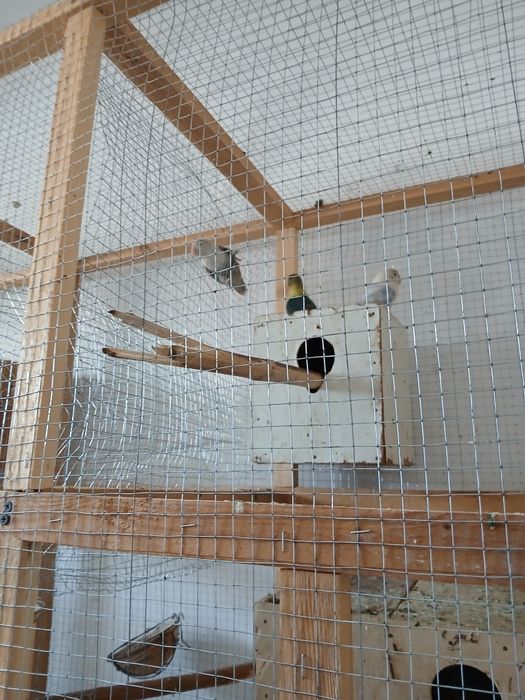 Neeazluchka soriladi 2 parayu 1 ta aloxida 400 ming parasi