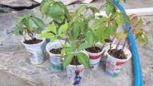 Продавам растения Дива лоза (Parthenocissus quinquefolia)