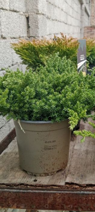 Можжевельники разных видов