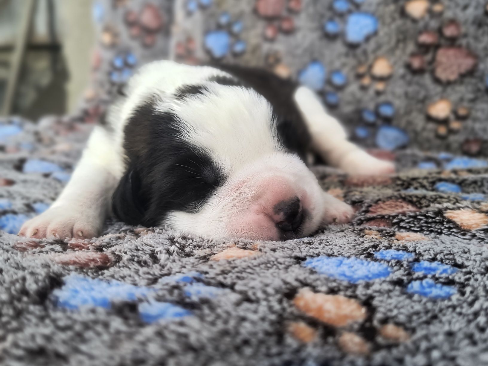 Femela de Saint Bernard cu pedigree