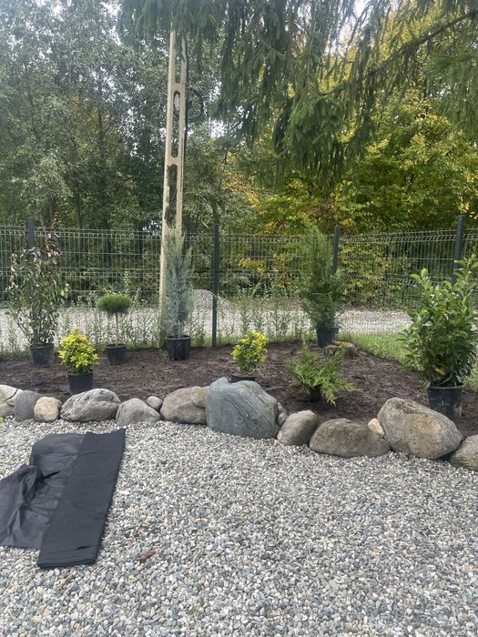 Plante ornamentale leylandii maslin mesteacan arizoniva ienupar