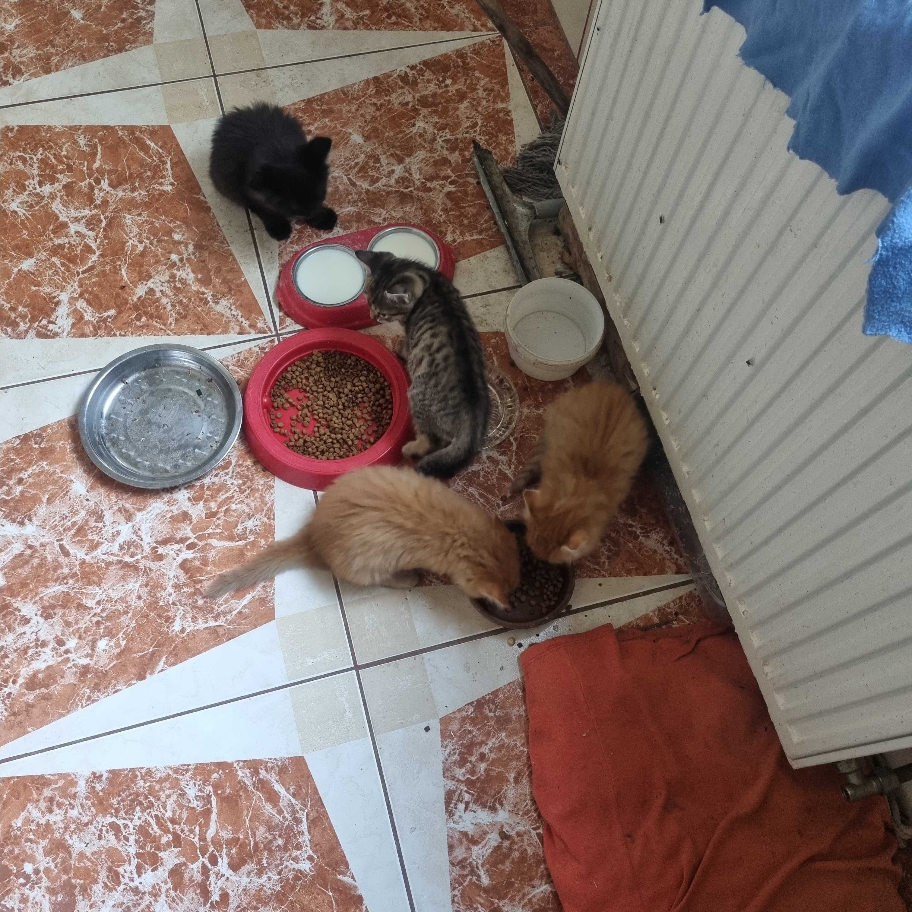 Donez 5 pui de pisica la stapani iubitori -3roscati ,1 tigrat,1negru