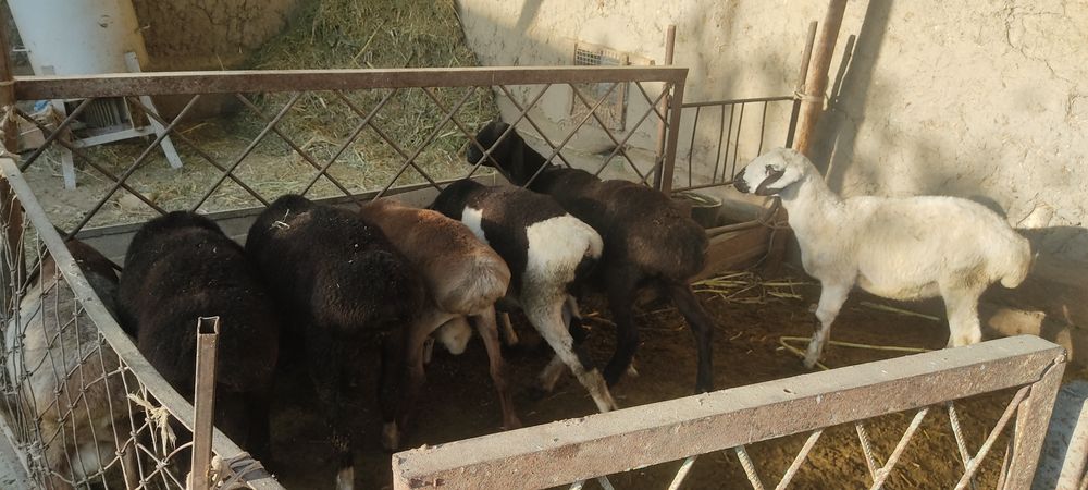 Qo'ylar sotiladi zotdor