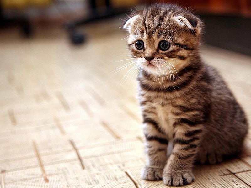 шотландске котята вислоушки