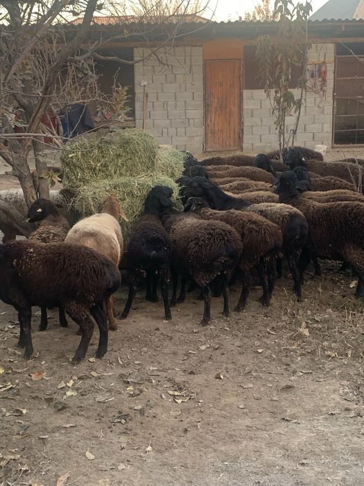 Қой қой қой .  36бас қой 1қошқар барлығы семіз