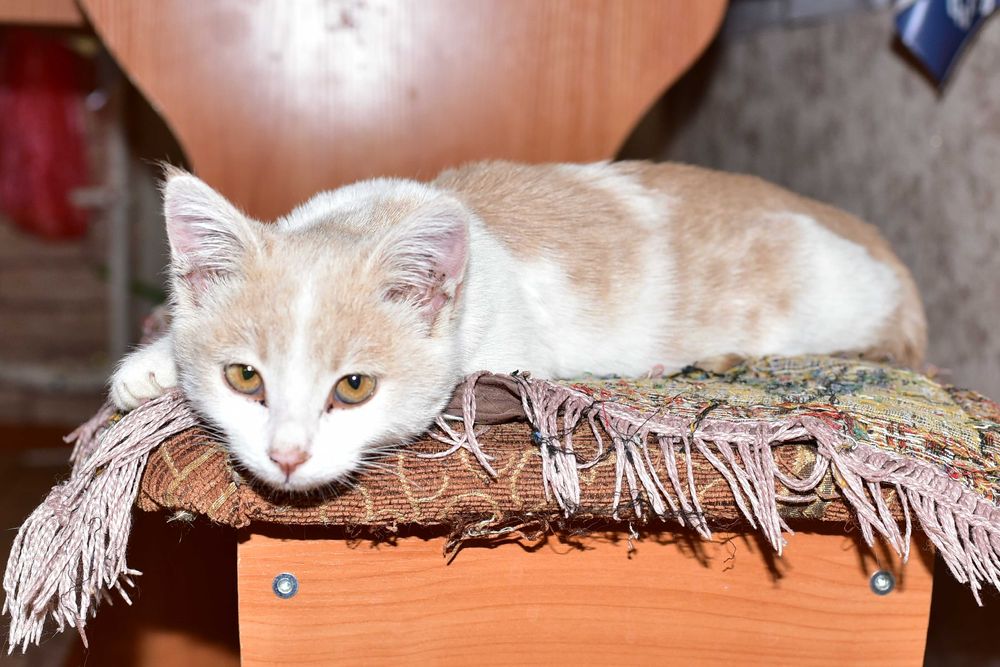 Котёнок ищет дом