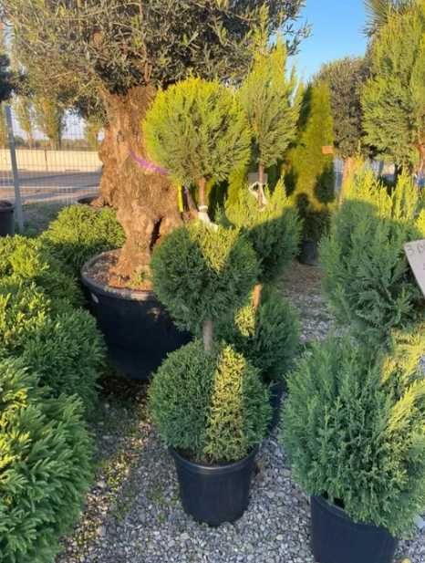 Plante decorative Oriunde in tara Calitate extra