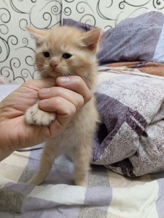 Котята в хорошие руки