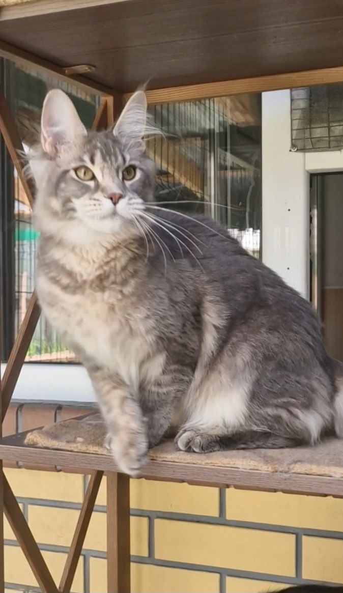 Котёнок мейн-кун девочка