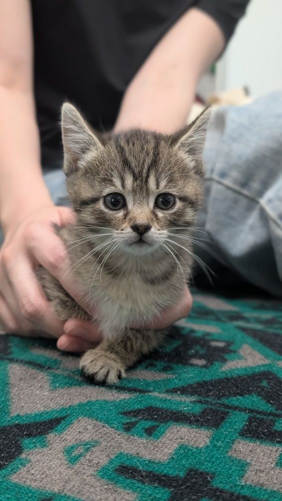 Котенок в хорошие руки(девочка)