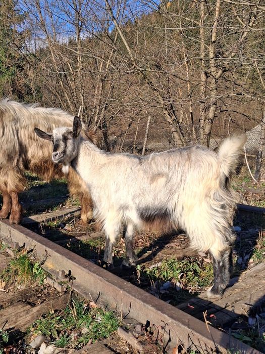Vând un tap de 2 ani si 2 iedute