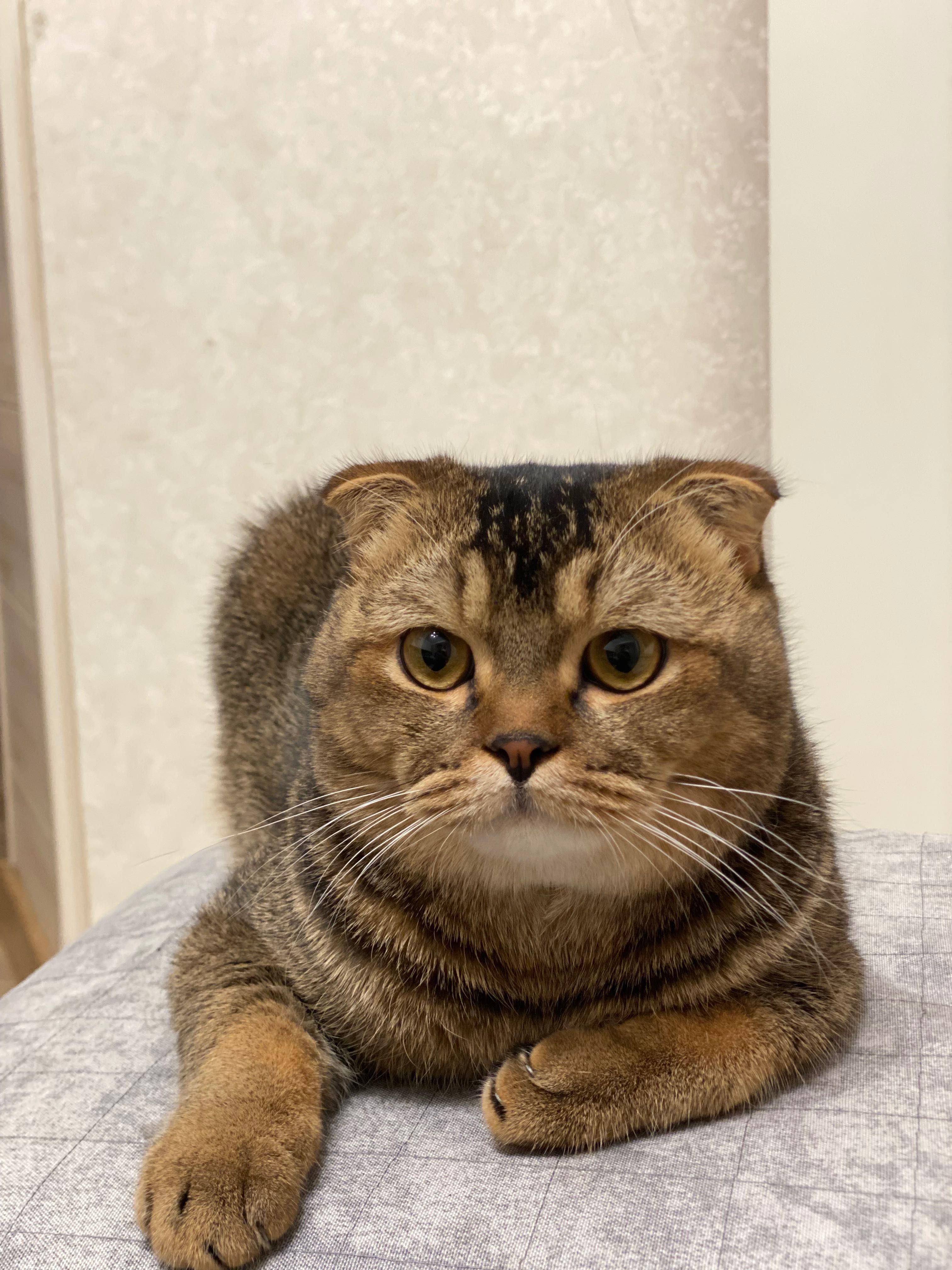 Mushuk scottish fold 1 yosh erkak soglom zod olish uchun