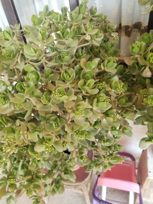 Dollor gullar sotiladi. Доллар продаётся.