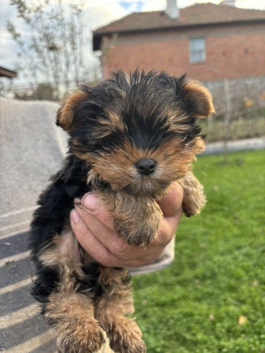 Йоркширски териер