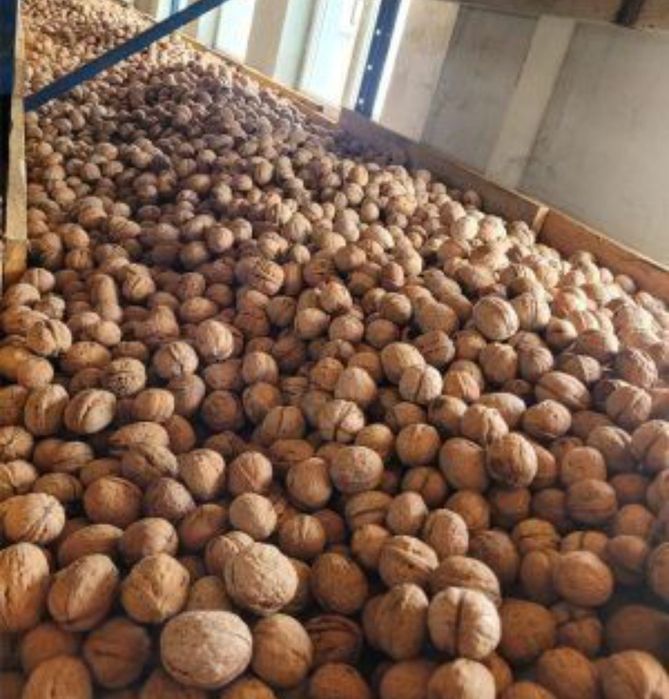 Avem nuci de vânzare de anul acesta 6 Lei kilogramul
