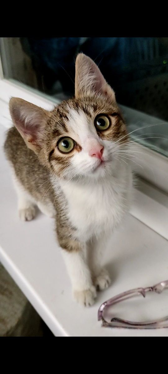 Котёнок девочка ищет своего человека!