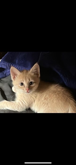 котята тайского кота