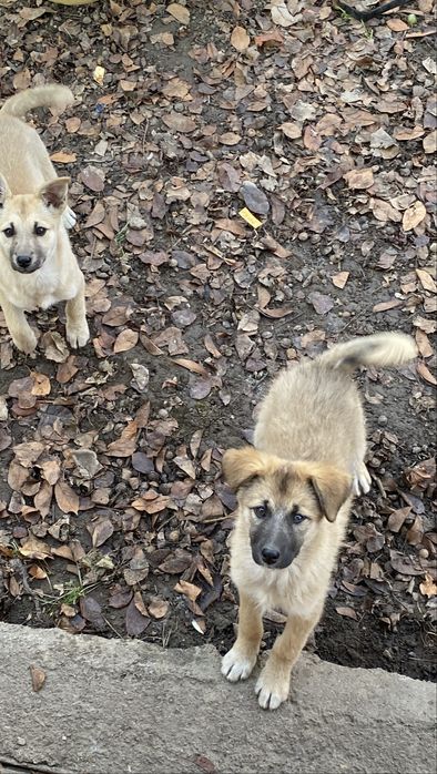 Щенки , Дворовые, Добрые, Умные, Послушные, Ищут дом