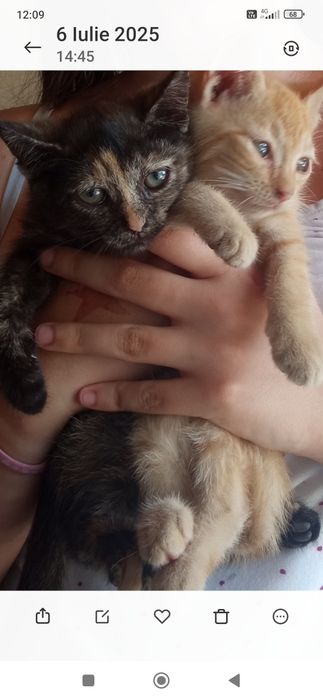 Pisicuțe pentru adopții