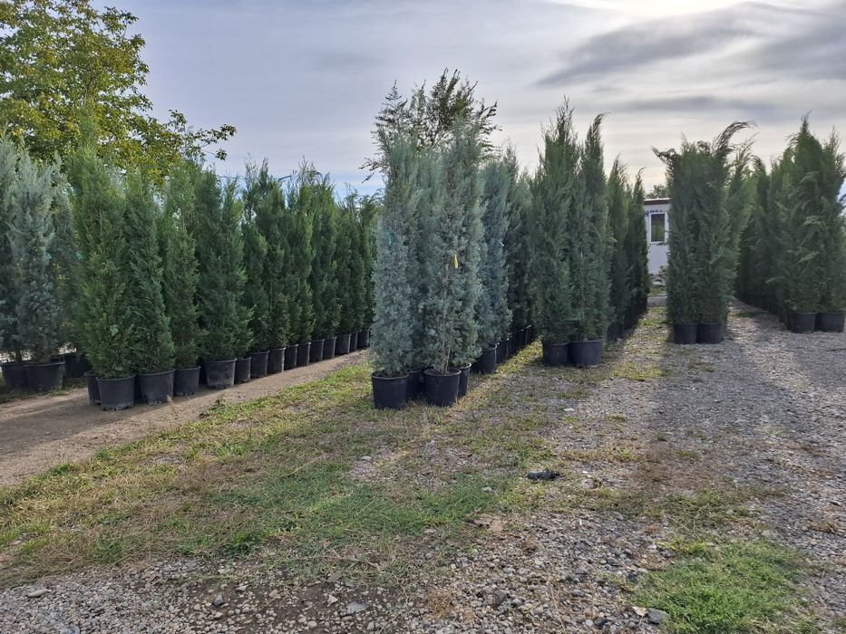 Brazi și leilandi  la oferta