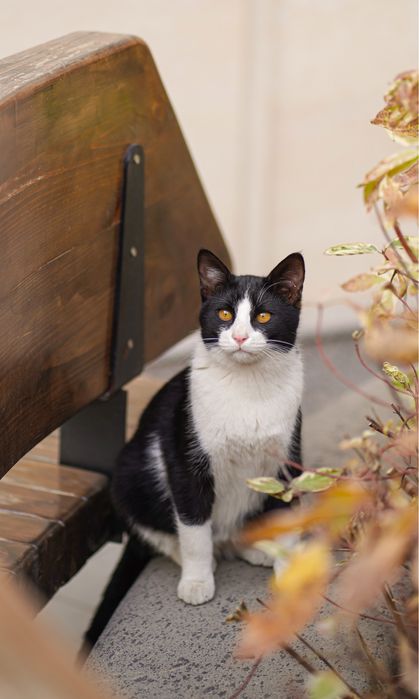 Кошечка БУСИНКА и ее братики в поисках дома!