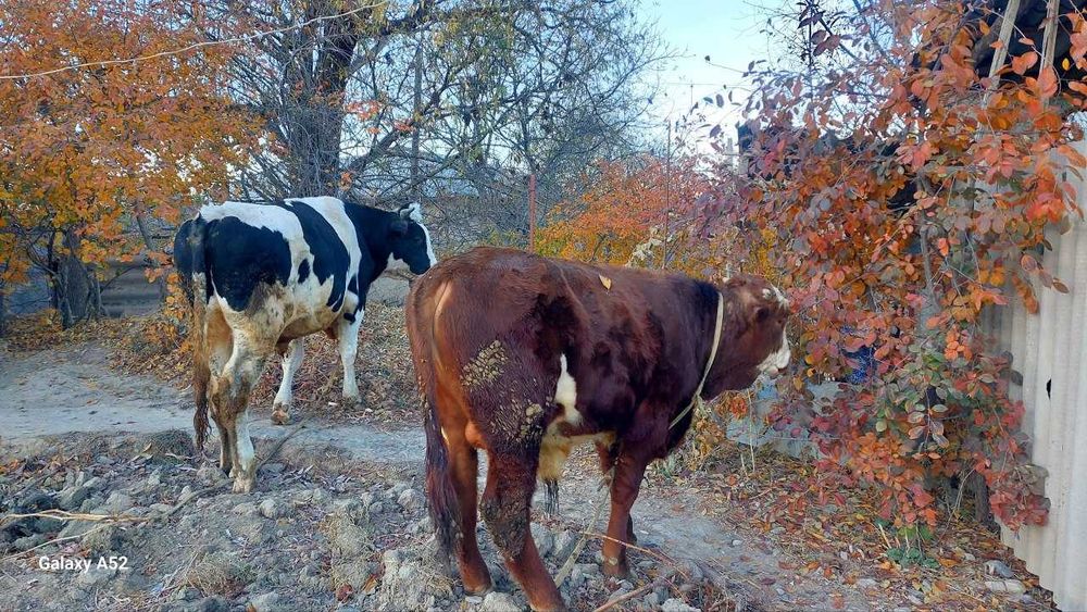 Novvos  Сментал ва галиштен сотилади