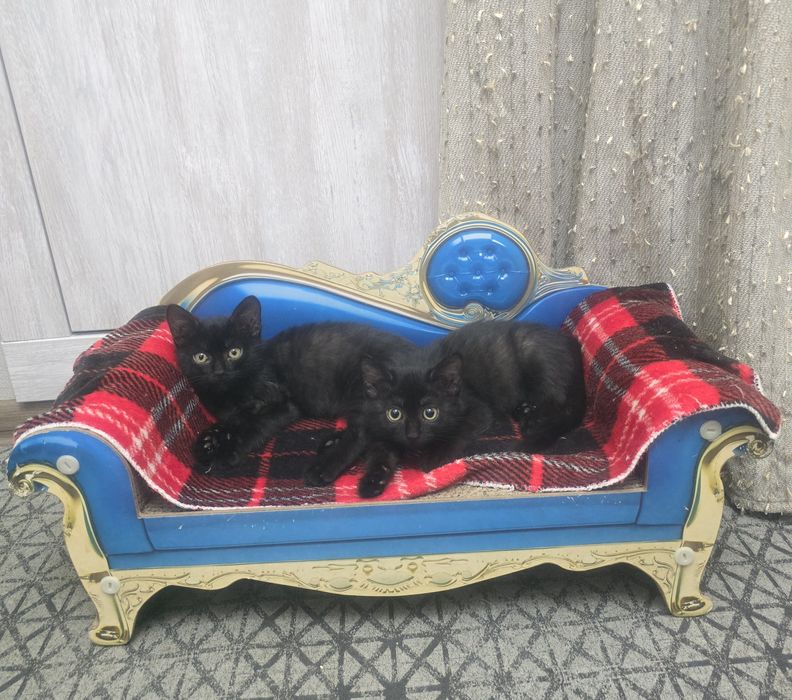 Котята в добрые руки.