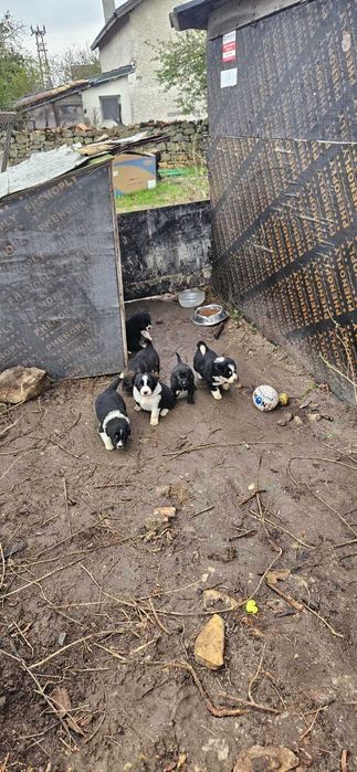 Каракачански кученца