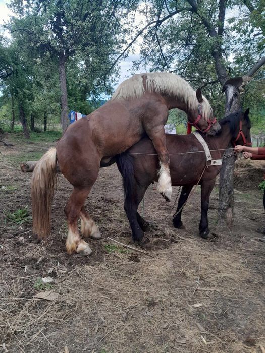 Armăsar pentru monta