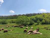 Miei turcani Brezi grași de vânzare