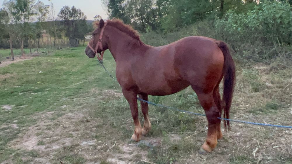 Iapa de vanzare tanara 4/5 ani