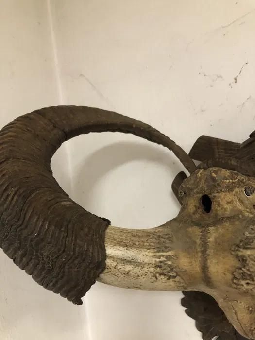 Trofeu coarne de muflon -A-