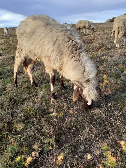 De vânzare 6 miei berbecuți și 4 oi