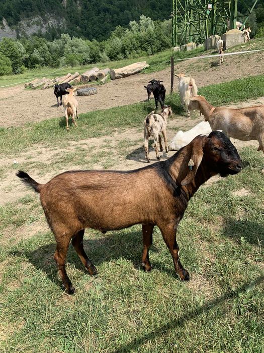 Tap anglo nubian cu pedigree.