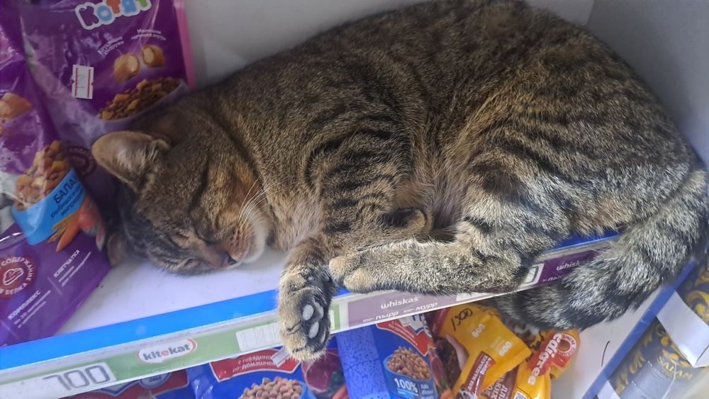 Отдам кота в хорошие руки