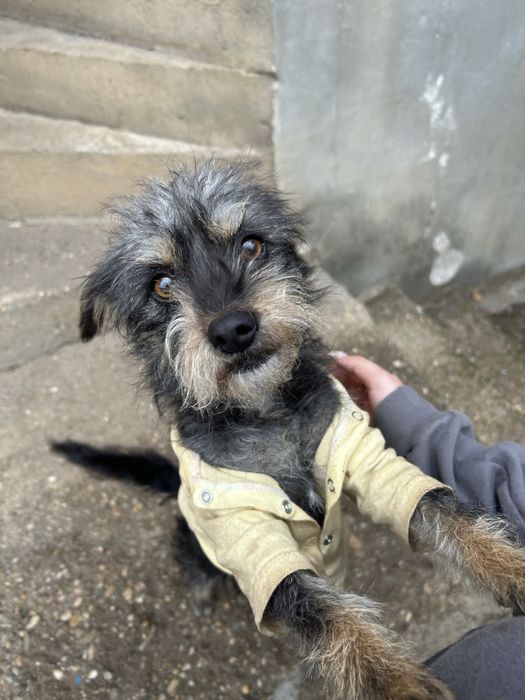 ПОДАРЯВАМ кучета 2 женски 2 мъжки