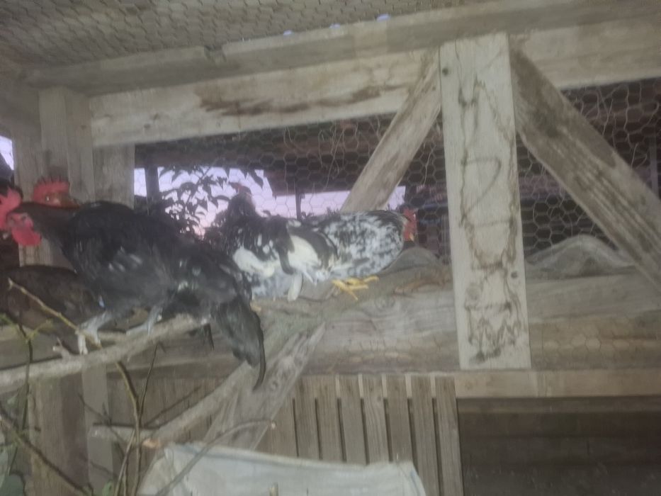 Vând cocosi de gaina pitica iopan