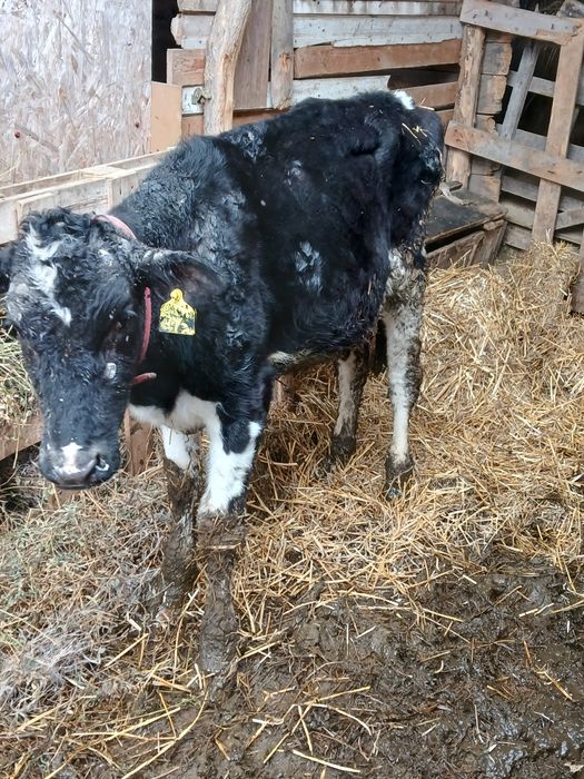 Vitea holstein de vanzare