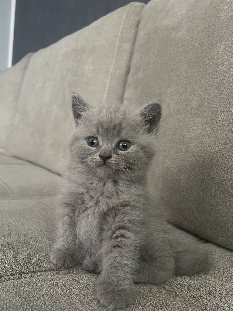 Pui british shorthair Fawn color poze reale