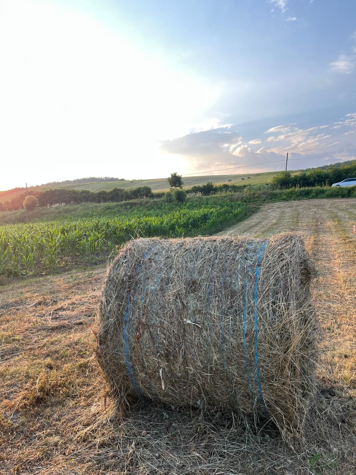 Baloți de fân 120/120