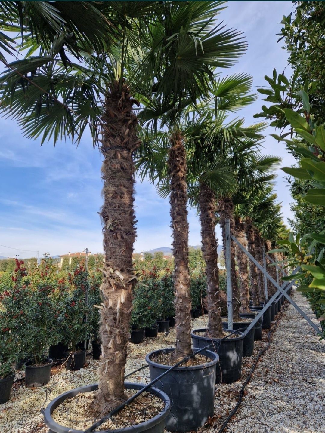 Palmierii trachicarpus Fortunei și Washingtonia