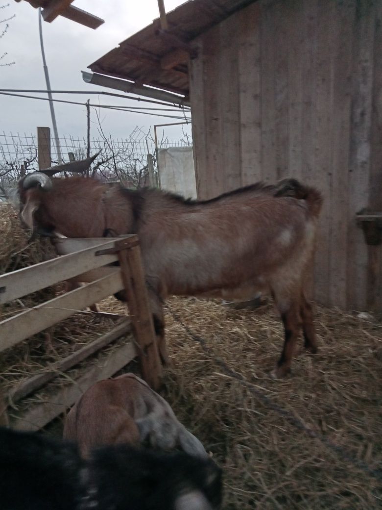 Țap anglonubian adult