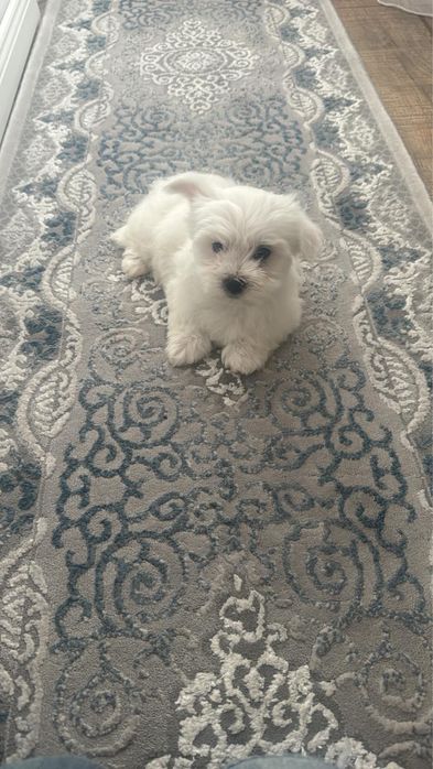 Bichon Maltez -rasa pura - talie mica