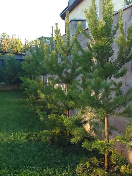 Продам сосны от двух до трёх метров