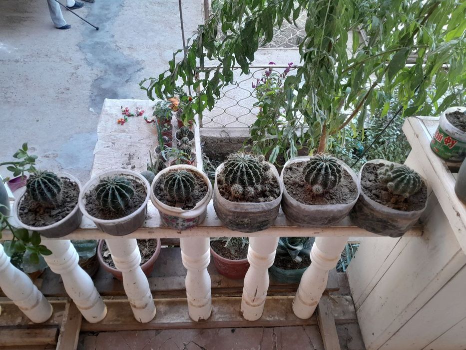 Gullar sotiladi urganchda