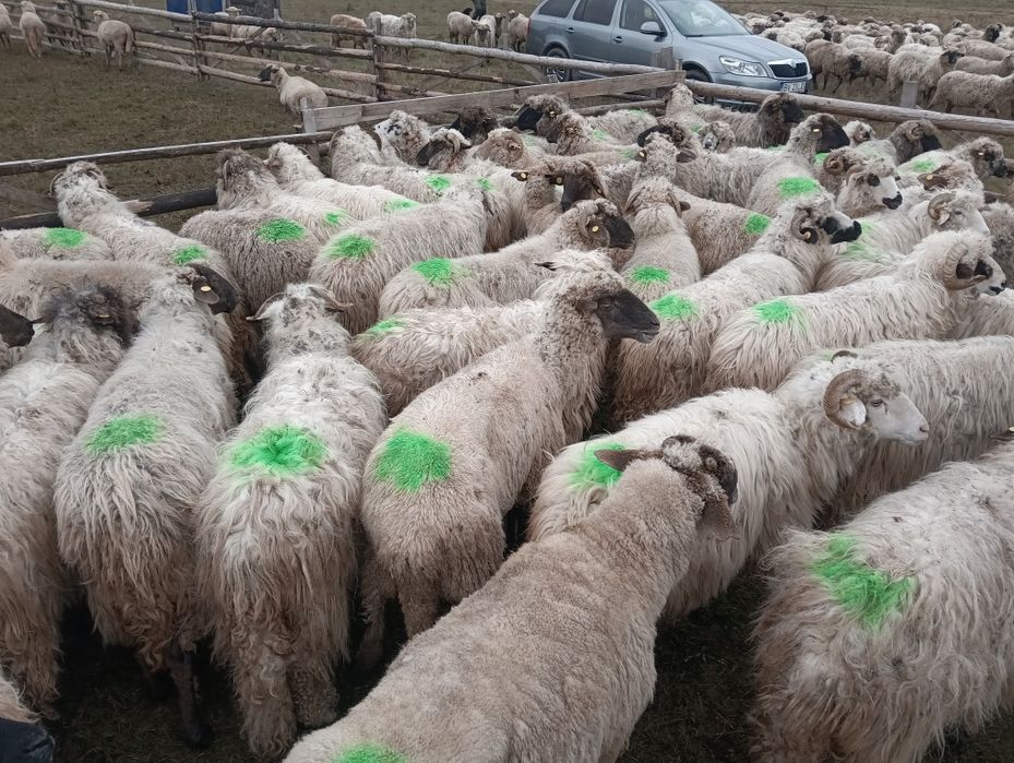 Oi de vanzare   Brașov