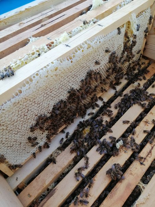 Пчелен мед от производител 2024