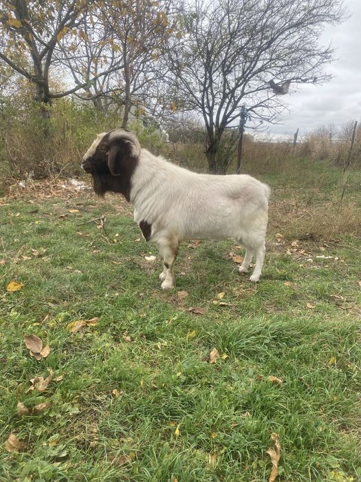 Vand tap boer cu origine import