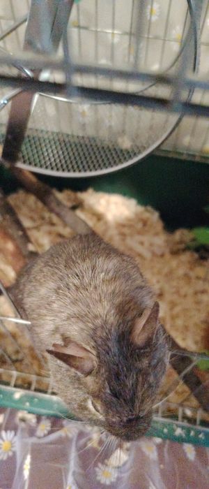 Клетка с дегу заедно!!